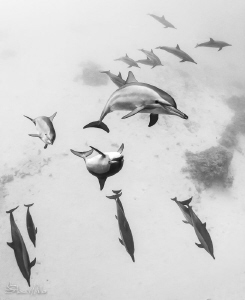 Spinner Dolphin pod by Steven Miller 